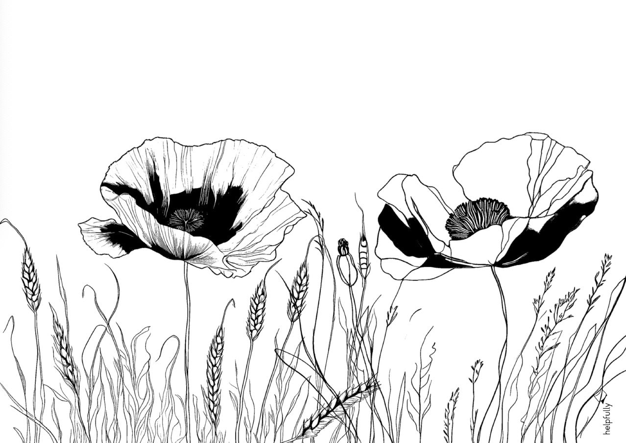 Blumenvorlage Wilder Mohn F r Erwachsene Gratis Helpfully de