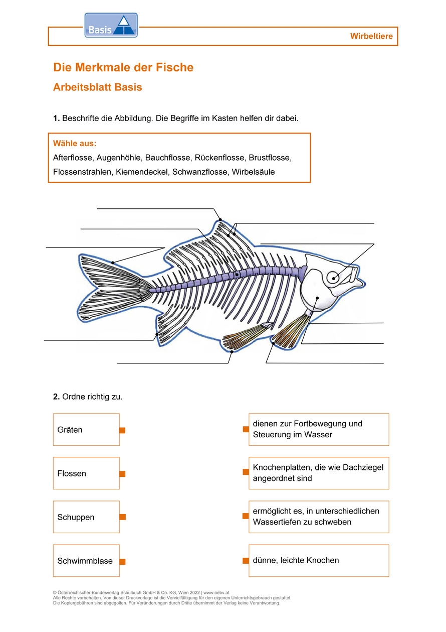 Die Merkmale Der Fische Arbeitsblatt bv
