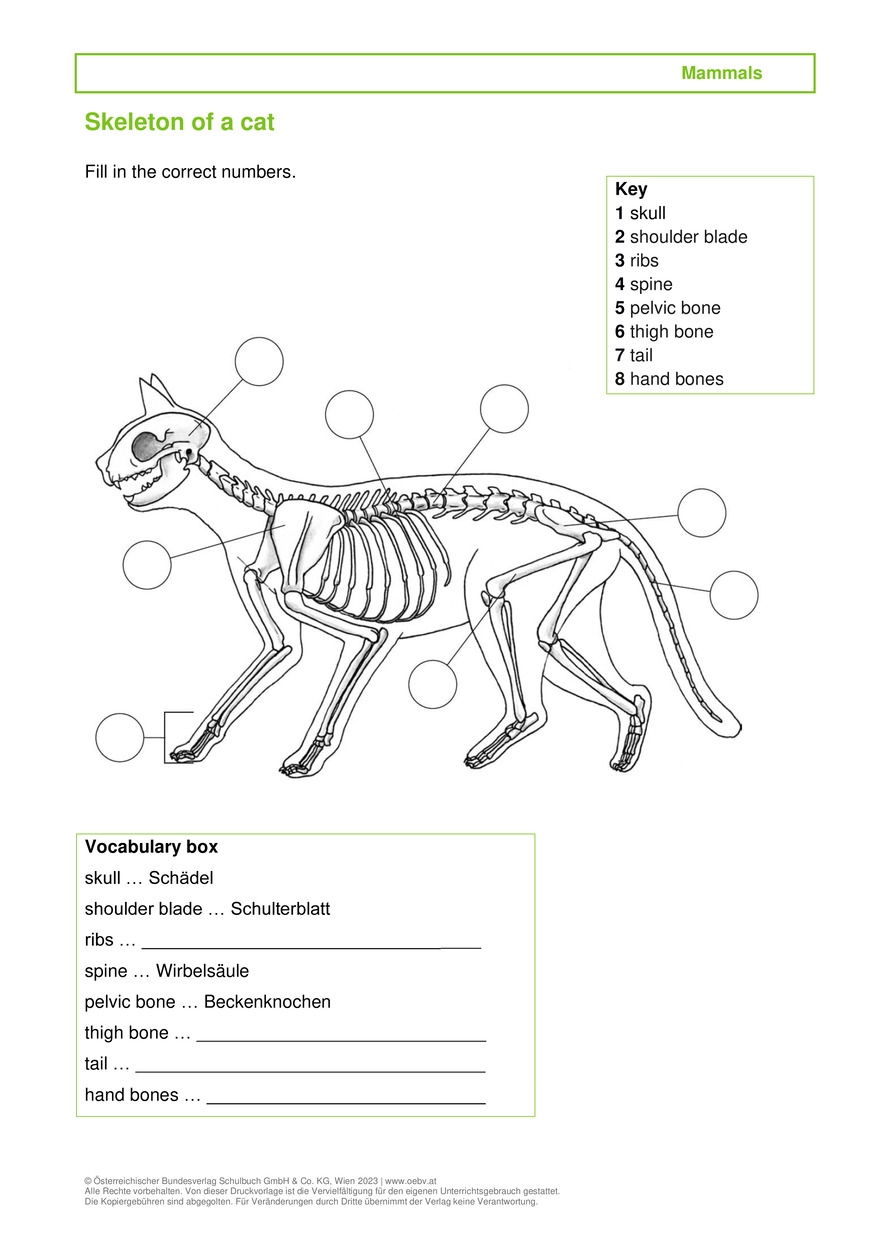 Katze Arbeitsblatt bv
