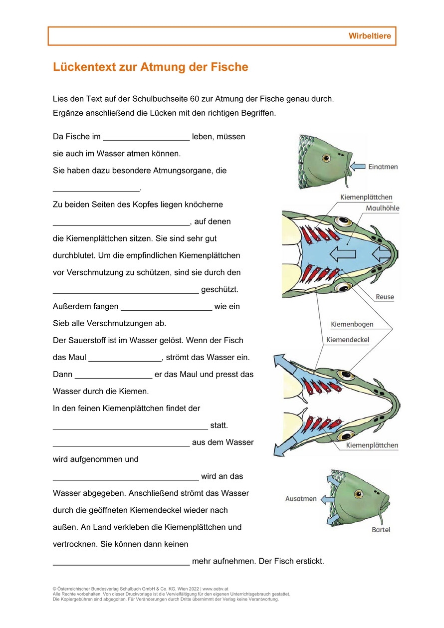 L ckentext Zur Atmung Der Fische Arbeitsblatt bv