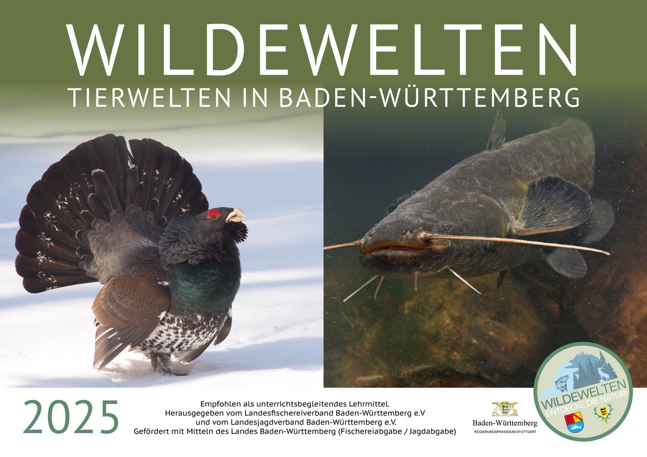 Schulkalender Wilde Welten 2025 Landesfischereiverband Baden W rttemberg E V 