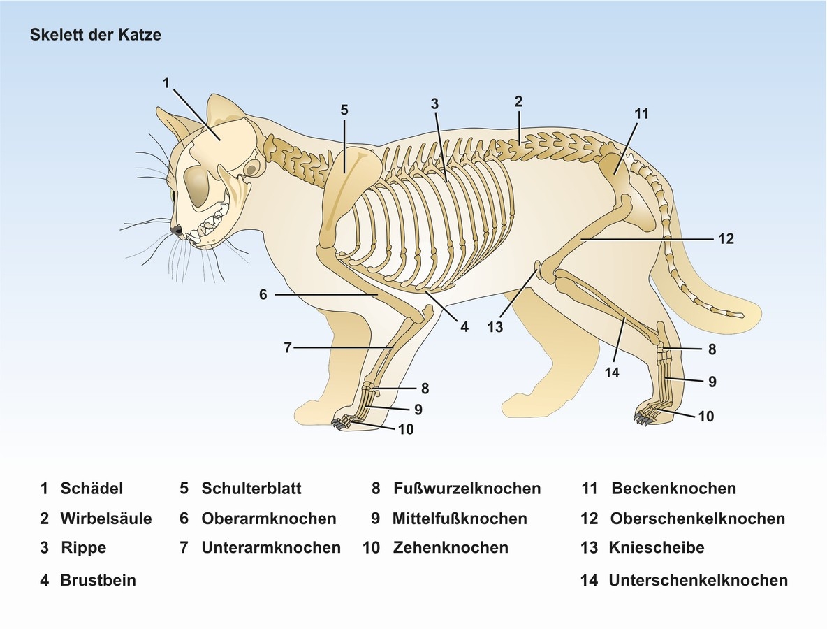 UnterrichtsSoftware Biologie UnterrichtsSoftware Die Katze Privatlizenz
