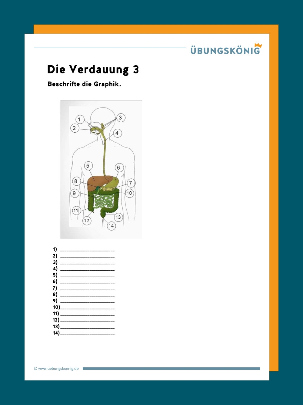 Biologie Klasse 5 Arbeitsblätter Kostenlos