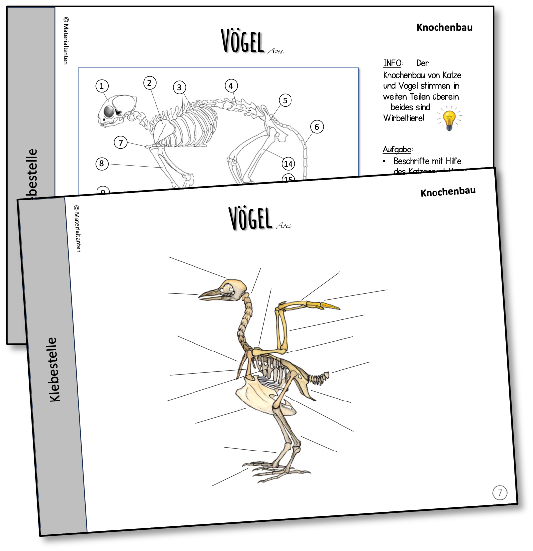 Biologie Klasse 5 Vögel Arbeitsblätter